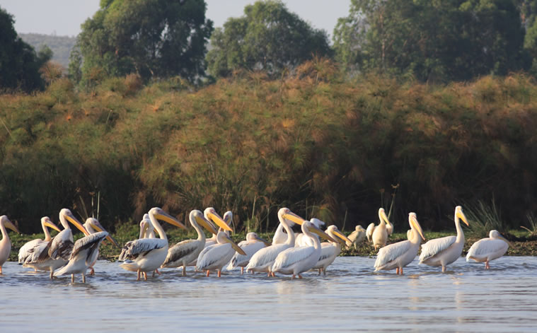 lake naivasha simba lodge