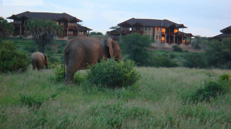 samburu simba lodge