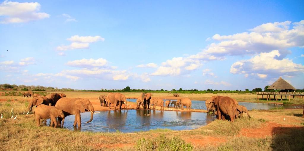 wildlife